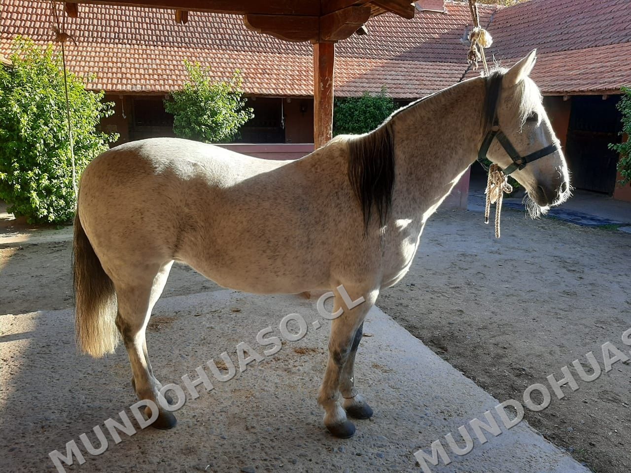 Se vende Yegua corralera hija del S.I. Escritor 16A Sanita y corriendo firme