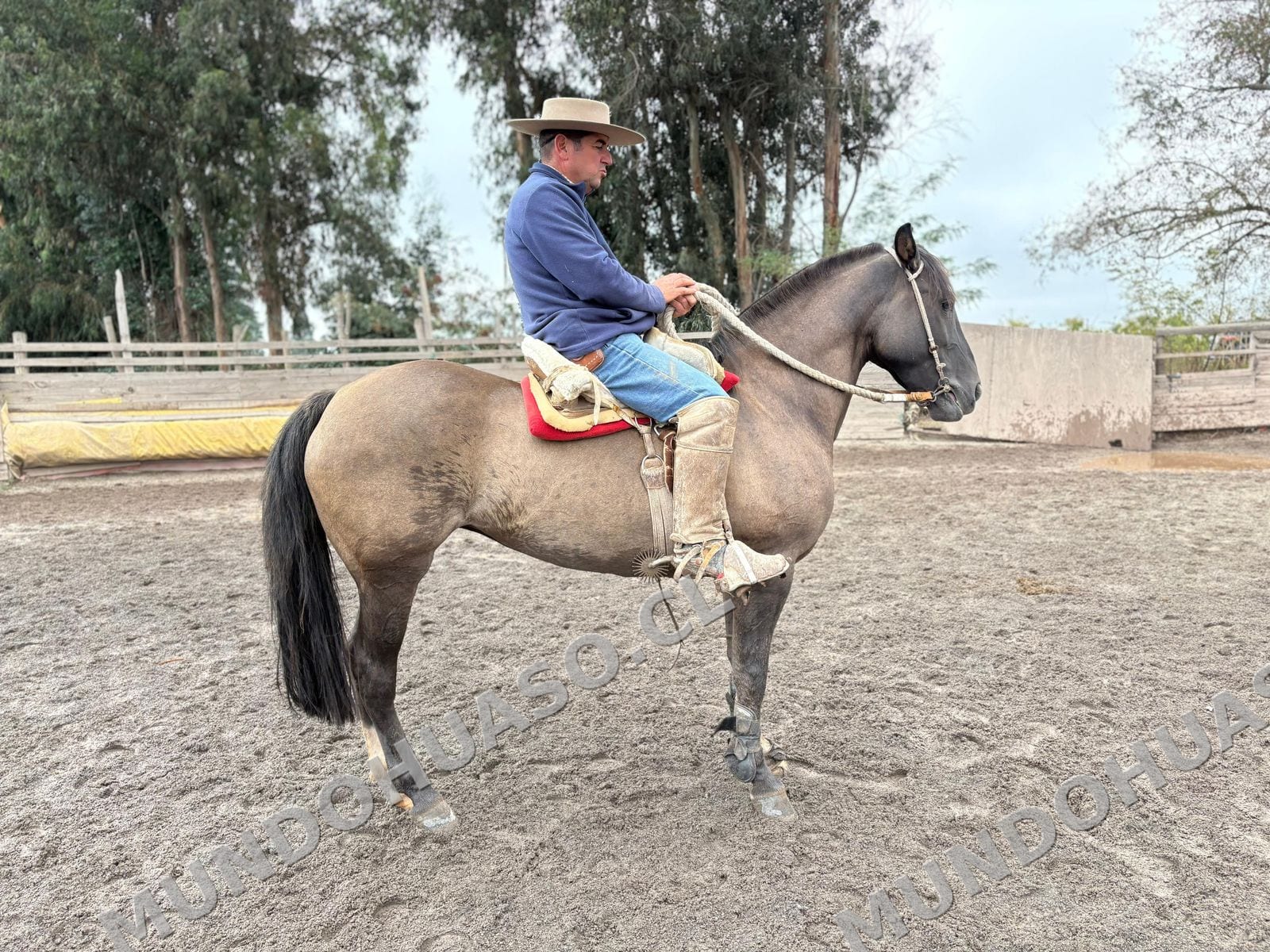 Hermosa Yegua Corralera 9A Corriendo