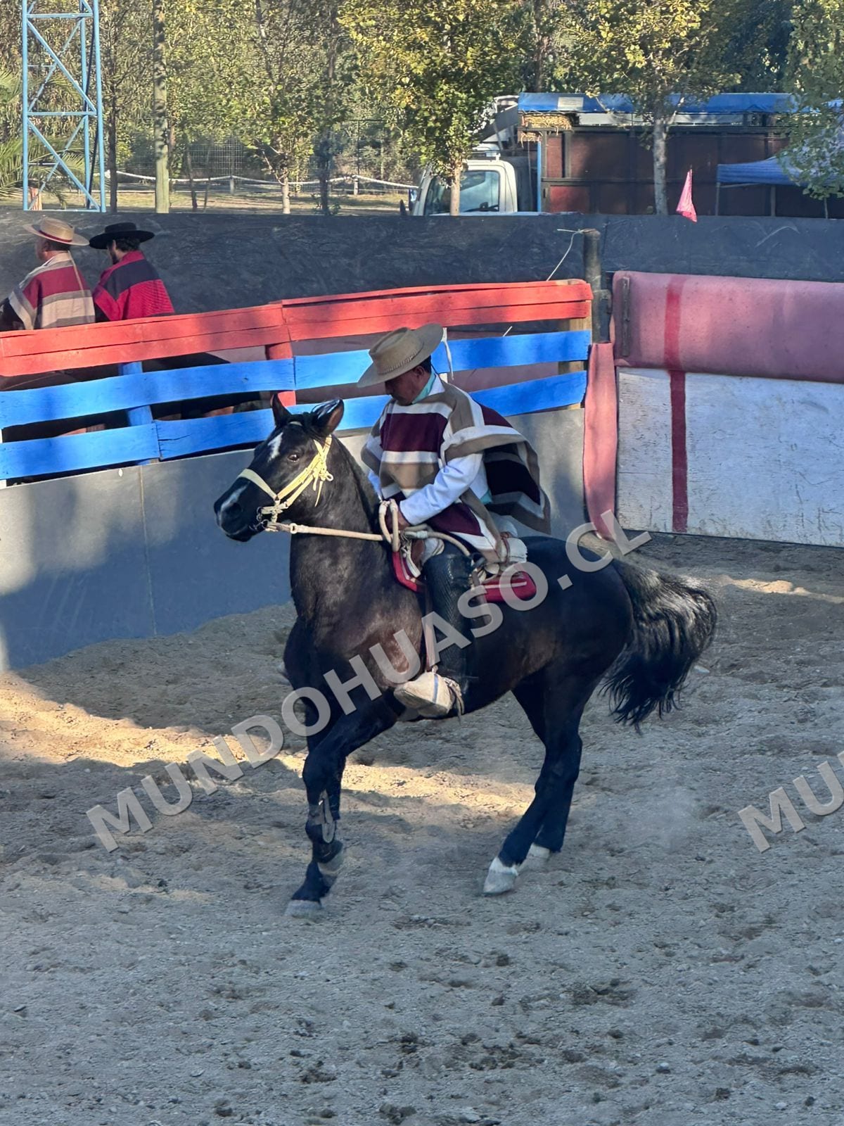 VENDO CABALLO MAESTRO: "CAFETEADO" (17 AÑOS) - El profesor ideal para la medialuna