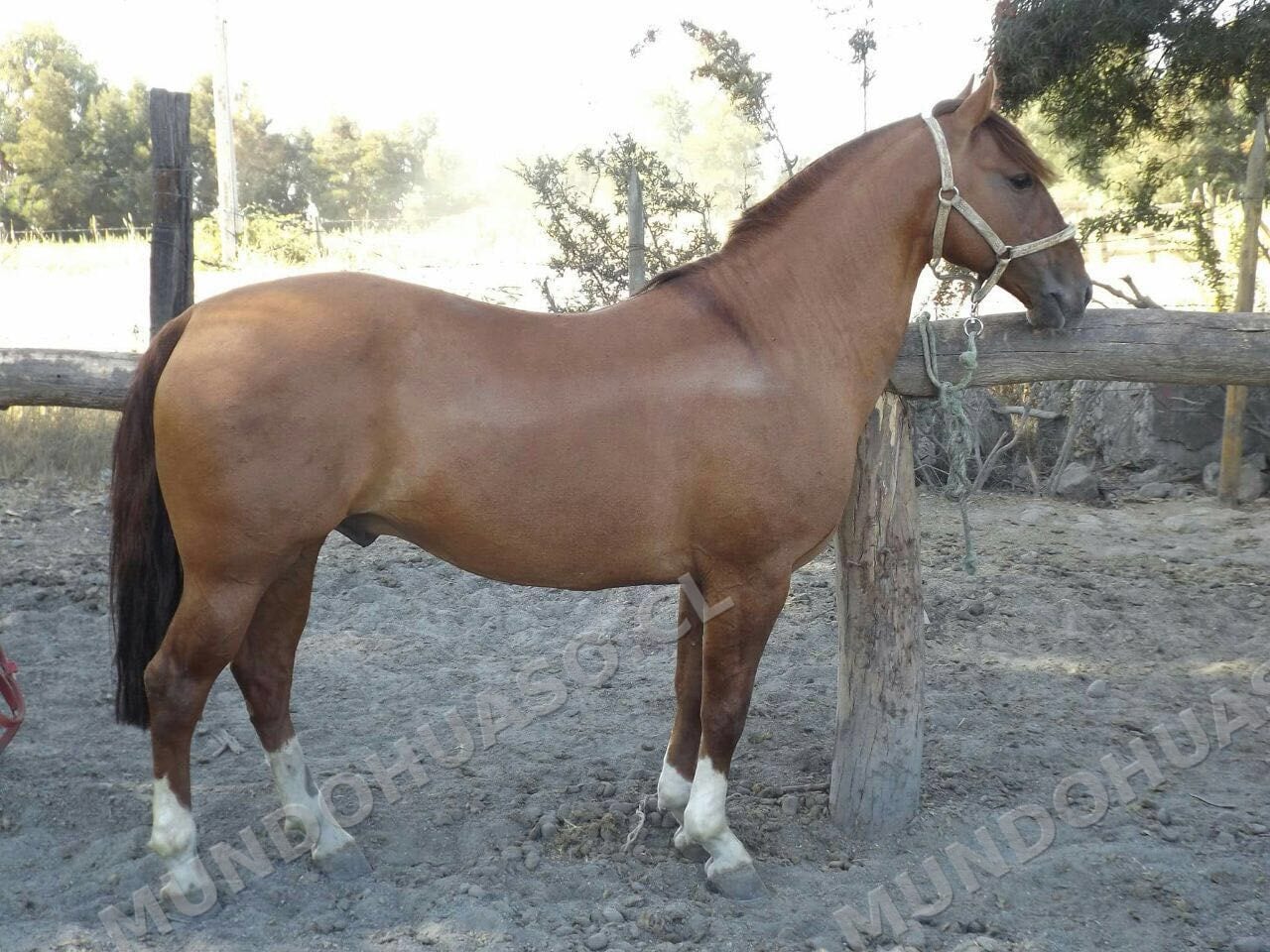 Esquivo (Escorpión - Esponja)