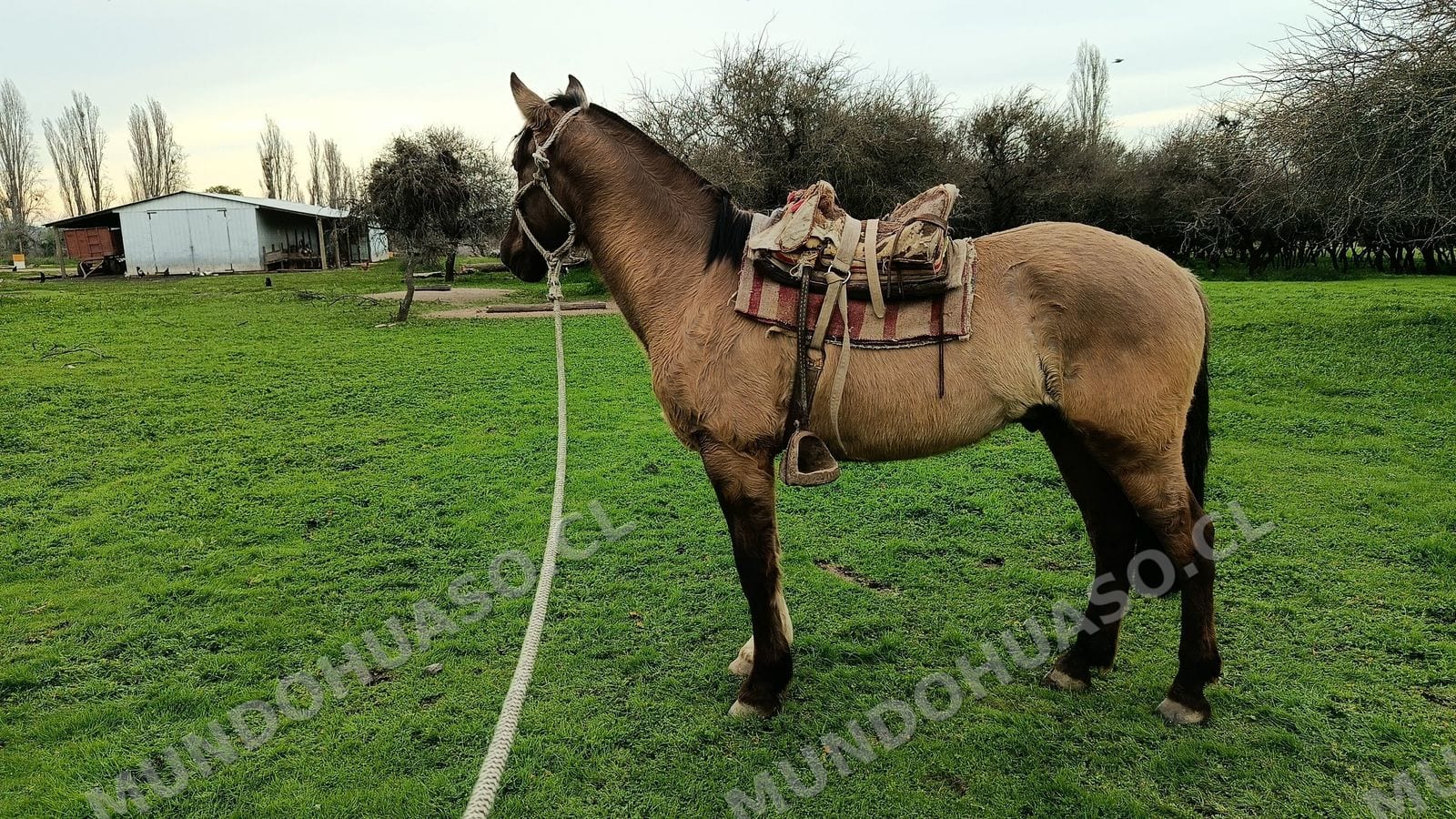 Se vende caballo