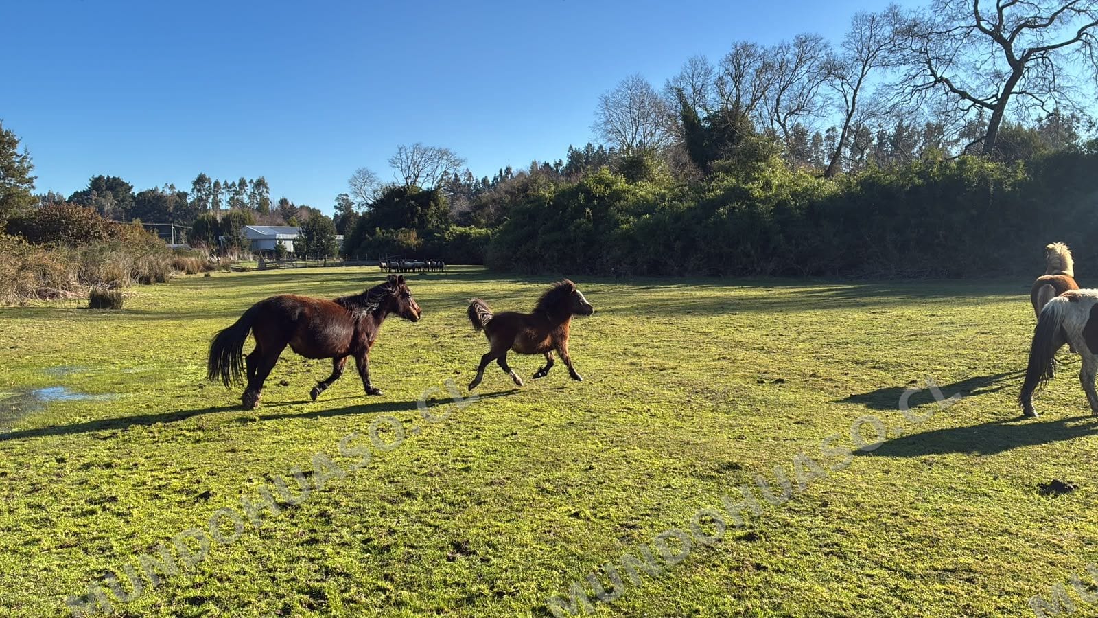 Caballo