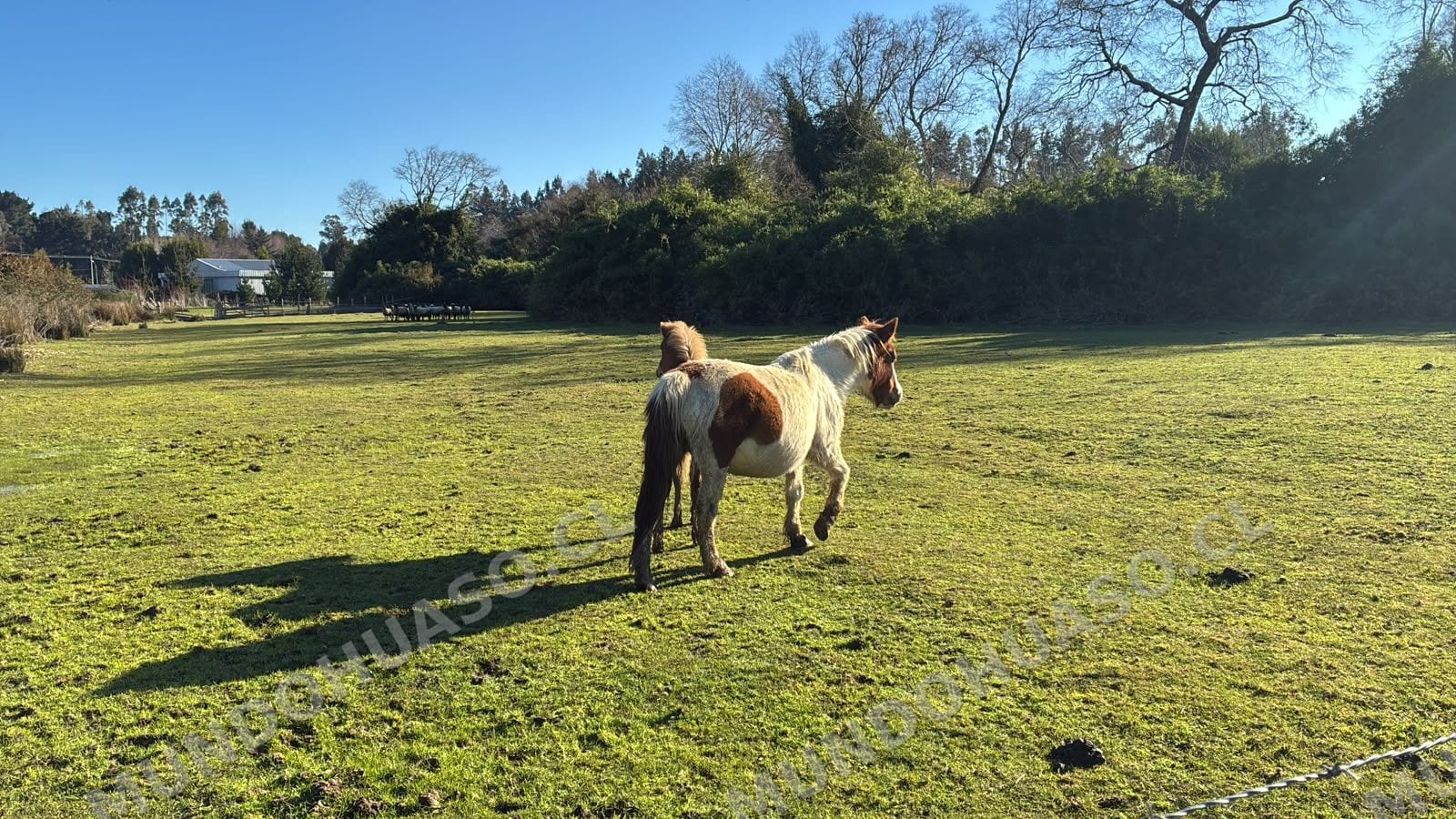 Pony